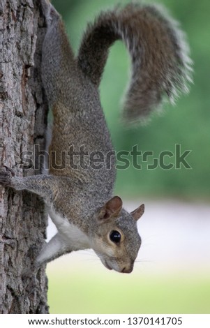 A squirrel hanging onto a tree