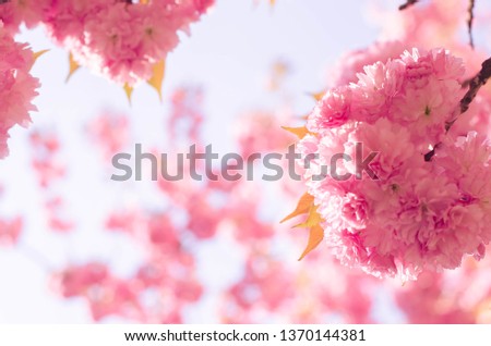 pink flower trees