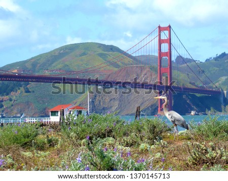 Heron looking at Golden Gate Bridge, San Francisco