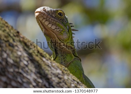 Green iguana hide behind a tree