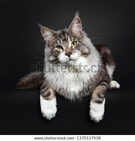 Handsome Maine Coon cat, laying down totally flat, looking majestic above camera. Isolated on black background.