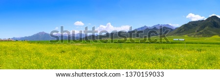 The wide and wide picture, the blue sky and white clouds, the beautiful Rape flowers green mountain grassland.