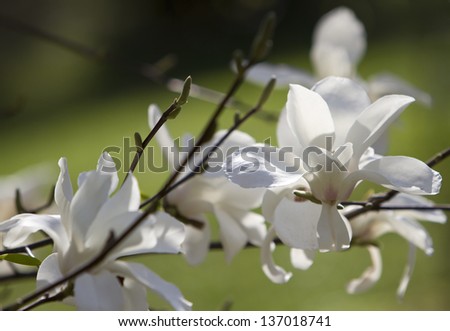 Blossoming white magnolia tree