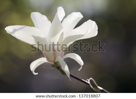Blossoming white magnolia tree