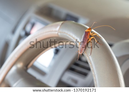 Cockroaches on the steering wheel of the car. Concept of eliminating cockroaches that are pathogens