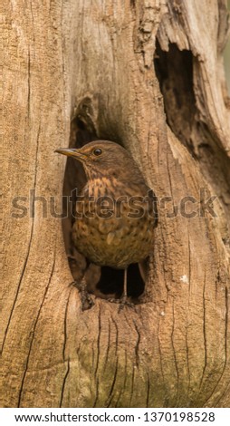 Female black bird on a tree stump.