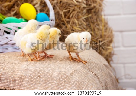Little yellow chickens in colorful Easter decorations