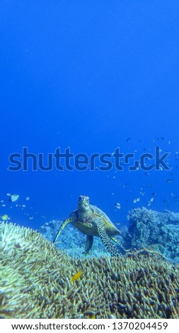 A juvenile hawksbill sea turtle swims above a coral reef in search for food.