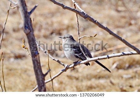 Northern Mockingbird sitting in tree