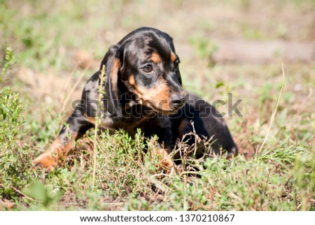 Colorful puppies, marble Dachshund. On the grass. A Sunny walk with the dogs. Portrait.
