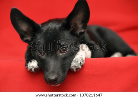 black and white eared puppy half-breed on a red background