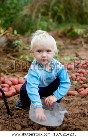 Portrait of little cute blond baby helping to pick fresh red potato on the farm