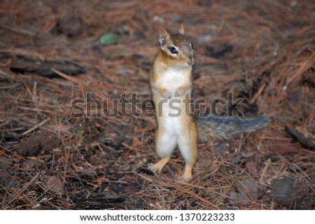 Chipmunk standing tall in a summer garden located in Orleans an east end suburb of Ottawa Ontario Canada.
