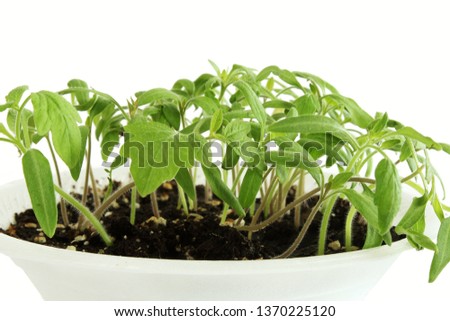 tomato plant growing for sowing or plantation in garden or farm