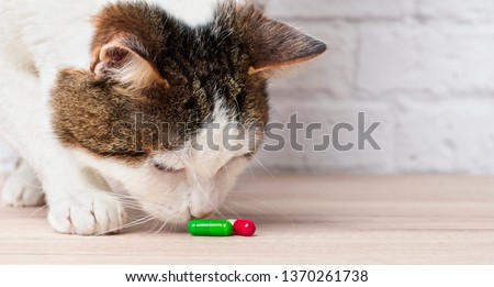 Curious tabby cat sniffs on medicine capsules. Horizontal image with copy space.