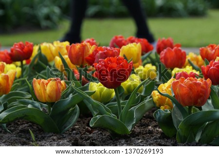 Beautiful Red And Yellow Color Tulips And People Silhouette In The Green Garden. 
