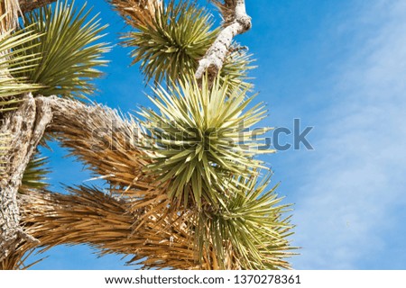 Joshua Tree (palm tree yucca) against blue sky, close up