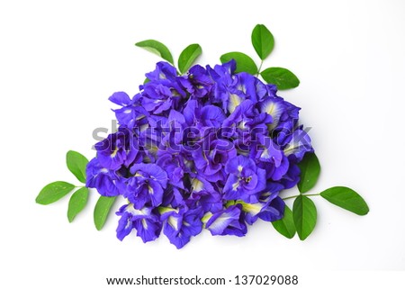 Blue Pea,Butterfly Pea  isolated on white background