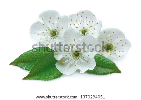 cherry flowers and leaves