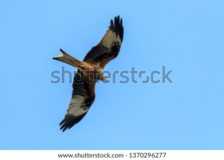 Red Kite soaring against a blue sky background