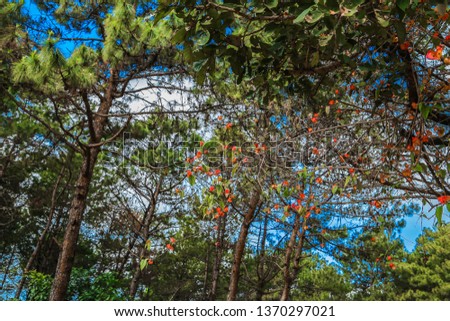 The forest tree on the mountain with small orange flowers throughout the tree During the bright sky.