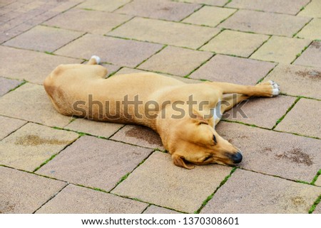 Stray dog, red, lying on the road, sleeping.