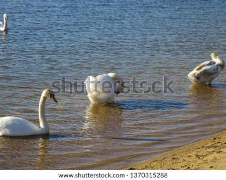 Three swans in the lake. Bird of a Swan cleans feathers
