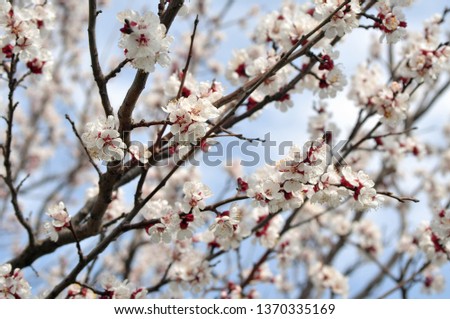Beautiful spring background