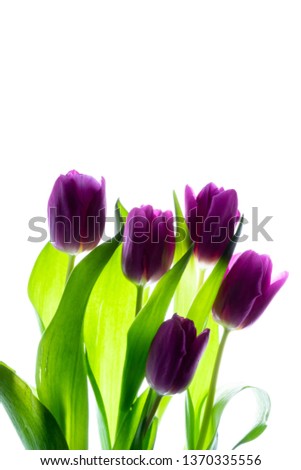 Top view of bouquet (bunch) of beautiful purple (violet) tulips isolated on white background with backlight. Copy space. Spring concept.