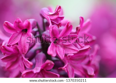 Extreme close up of a bright pink hyacinth flower. Macro photography, selective focus on one petal, rest blurred. Bokeh background.