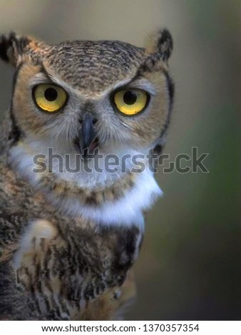 Close up owl portrait