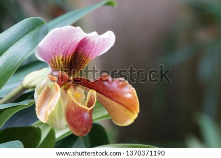 Paphiopedilum villosum flowers