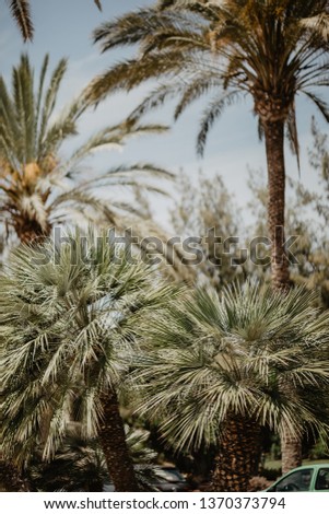 nature poster. green palm tree