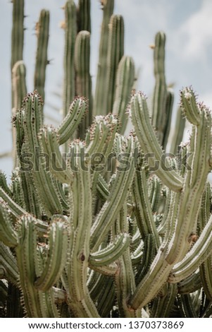 nature poster. green cactus. closeup