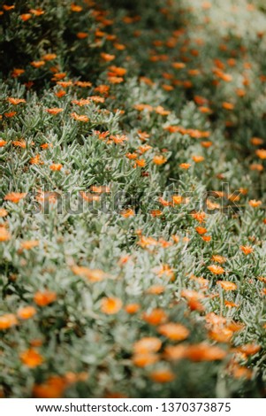 nature poster. succulent with orange flowers