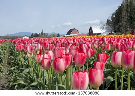tulips season in Mt Vernon Washington 2013 April