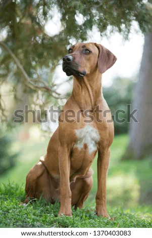 brown dog Rhodesian ridgeback sitting on green grass with green background 