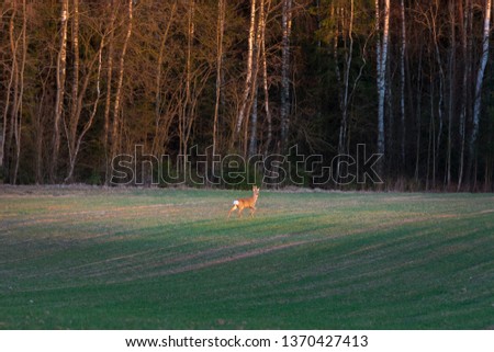 Wild deer having a meal on a green crop field at spring time. Warm evening with golden sunset over the countryside. Peaceful nature landscape.