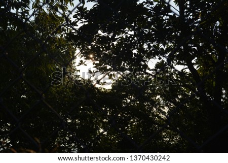 
forest behind a grid with backlight between the leaves of the branches in the interior of são paulo, brazil
wood, tree, plant, nature, leaf