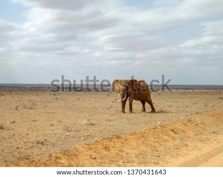 Wild Elephant in the Tsavo East national park in Kenya