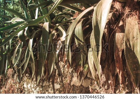 Maguey plants in the forest