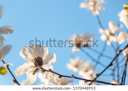 Blossoming branches of magnolia soft focus macro on sunlight natural blue sky background with copy space. Floral spring background of nature. Spring flowers/Spring Background