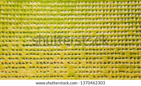 Aerial view of flowering fruit trees in orchard. Spring scenery background. Beautiful countryside scenery from drone view.