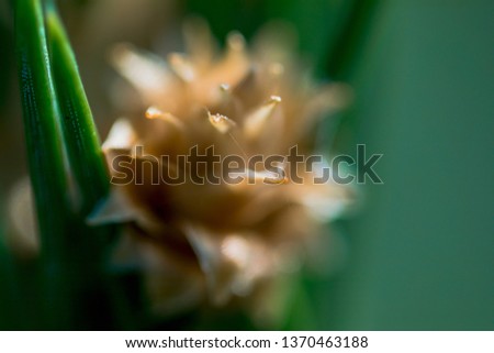 Macro Photos of Early  Spring Time, Nature is waking up to Life of  Flowers and Plants on the Earth Planet.