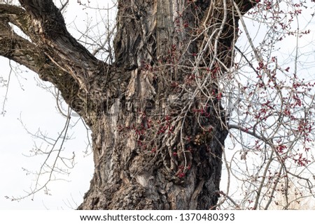Spring red berry tree