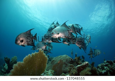 A school of Atlantic spade fish swims of the reef - Riviera Maya, Mexico