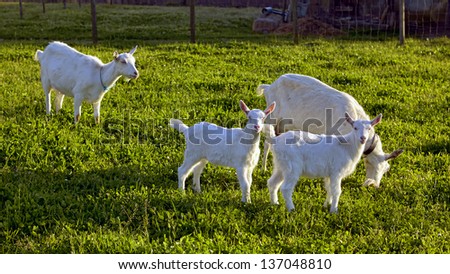 Goats on the grass at sunset