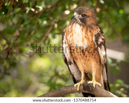 Red Tail Hawk in a tree.