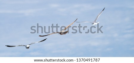 Three Seagulls flying.