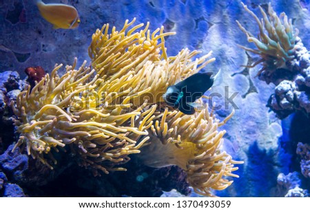 Yellow sea anemone anchored to an artificial rocky reef in an aquarium. A few exotic fishes swimming nearby.